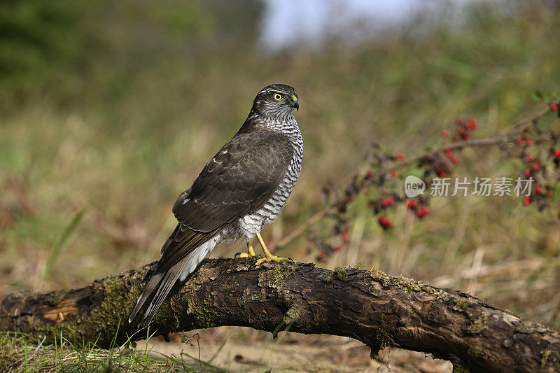 秋季雌性雀鹰(Accipiter nisus)